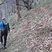 Mentre stavamo percorrendo questo traverso in un bel bosco di betulle, siamo stati attratti da un rumore di galoppo alla nostra destra e abbiamo visto alcuni camosci correre velocemente verso valle, passandoci vicino, alle nostre spalle.