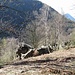 Le dirute baite di Gabbio, ormai inghiottite dal bosco.