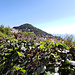 Vicoletti, buganville e scorci di mare!