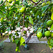 Colazione in giardino