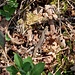 Was raschelt da am Waldboden?
