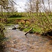 Ruisseau de  Branugues*