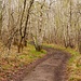 Birkenwald *