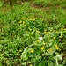 Sunpfdotterblumen