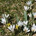 Krokus und Gelbstern.