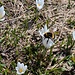 Diese Hummel war sehr beschäftigt! Wie viele Krokusse sie wohl heute besucht hat?