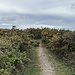 die letzten Meter hinauf zum Highpoint von Jersey