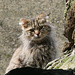 Zoom su gattino curioso