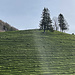 Kurze Jura Flue-Tour oberhalb Niederbipp