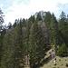 Sicht von der Hirtenhütte im Baumgarten auf den Baumgartenkopf