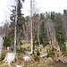 Aufstiegsflanke des Baumgartenkopfs. Hier steige ich gerade, eher sogar leicht rechts haltend hoch bis unter die helle Gipfelwand. Erst dort nach links queren.