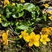 an den Bächen ist Butterblumenzeit