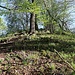 Útěchovický Špičák (Audishorner Spitzberg), Gipfel