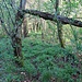 Útěchovický Špičák, Abstiegsweg