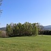Frühlingsflur