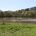 Teich Divoký