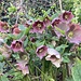 schönes, den Christrosen ähnliches, Blumenbukett