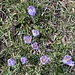 die ersten Krokusse - hier eine blauviolette Gruppe