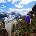 nun dicht gedrängt, die Krokusse mit blauem ERinzelgänger