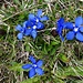 blumiger Abschluss mit einer Enziangruppe