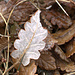 Herbstlaub