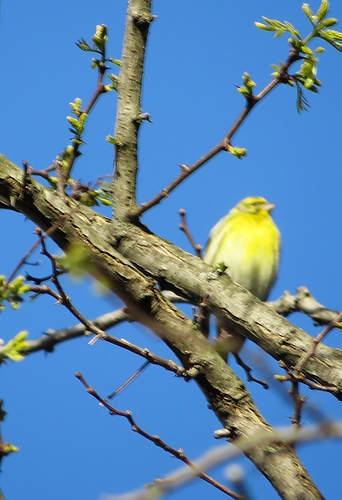 Serinus serinus<br />Fringillidae<br /><br />Verzellino<br />Serin cini<br />Girlitz