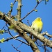 Serinus serinus<br />Fringillidae<br /><br />Verzellino<br />Serin cini<br />Girlitz
