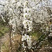 Prunus spinosa L.<br />Rosaceae<br /><br />Prugnolo, Prugno selvatico<br /> Epine noire, Prunellier <br /> Schwarzdorn, Schlehdorn 