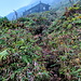 Ab der Savane à Mulets (1136m) wird der Weg steiniger (T2) und führt zuerst fast bis auf den Col de l'Echelle (1267m) zwischen der Grande Soufrière und der Echelle. Hier verlasse ich den Hauptweg nach O und folge dem GRG1 (ausgeschildert), der mehr ein steiniger Graben im Dickicht als ein Weg ist (T3).<br /><br />Im Aufstieg in der W-Flanke der Echelle kommt man auch an einem verlassenen Beton-Häuschen vorbei. Einer der vielen Unterstände, die wohl zum Schutz bei evtl. Vulkanausbrüchen dienen sollen.  