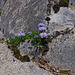 Kugelblumen