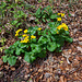 Dotterblumen