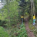 Jetzt wird der gemütliche Forstweg verlassen. Ein kurzer knackiger Anstieg steht bevor und das Naturschutzgebiet Kösslbachtal wird betreten.