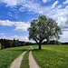 Rückblick auf einen blühenden Birnbaum.