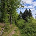 Im Bild der Kösslbachweg Nr. 12 hinab zur Donau, hier eine flachere Passage, meist aber ganz schön steil und deshalb im Abstieg besser als im Aufstieg zu gehen. 