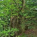 Alte Mauern der Burgruine, diese dürfen aber nicht begangen werden, wegen der Absturzgefahr.