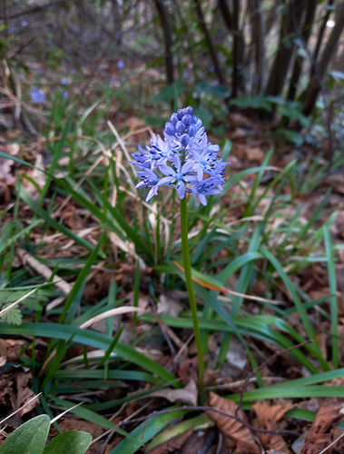 <br />Hyacinthoides italica (L.) Chouard ex Rothm.<br />Asparagaceae<br /><br />Scilla della riviera<br />Endymion d'Italie, Scille d'Italie, Fausse jacinthe d'Italie<br />Riviera-Hasenglöckchen<br /><br />