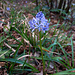 <br />Hyacinthoides italica (L.) Chouard ex Rothm.<br />Asparagaceae<br /><br />Scilla della riviera<br />Endymion d'Italie, Scille d'Italie, Fausse jacinthe d'Italie<br />Riviera-Hasenglöckchen<br /><br />
