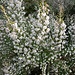 Erica arborea L.<br />Ericaceae<br /><br />Erica arborea, Scopa da bosco<br /> Bruyère arborescente, Bruyère blanche, Bruyère en arbre<br />Baumheide
