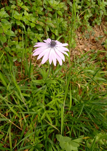 Anemone hortensis L.<br />Ranunculaceae<br /><br />Anemone Fior di Stella<br />Anémone des jardins<br />Stern-Anemone