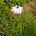 Anemone hortensis L.<br />Ranunculaceae<br /><br />Anemone Fior di Stella<br />Anémone des jardins<br />Stern-Anemone