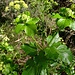Smyrnium olusatrum L.<br />Apiaceae<br /><br />Corinoli comune, Macerone<br />Maceron<br />Pferdeeppich<br />