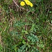 Sonchus asper Hill<br />Asteraceae<br /><br />Grespino spinoso <br />Laiteron rude <br />Raue Gänsedistel