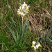 Narcissus tazetta L.<br />Amaryllidaceae<br /><br />Narciso nostrale<br />Narcisse-à-bouquet<br />Strauß-Narzisse