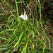 Allium triquetrum L.<br />Amaryllidaceae<br /><br />Aglio selvatico<br />Ail à trois angles<br />Glöckchen-Lauch