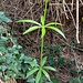 Rubia peregrina L.<br />Rubiaceae<br /><br />Robbia selvatica<br />Garance voyageuse<br /> Wilder Krapp