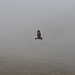 ein Bussard huscht vorbei