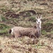 da guckst du