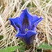 lapislazuli