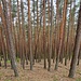 Schwedische Gardinen.