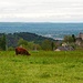 Cahus